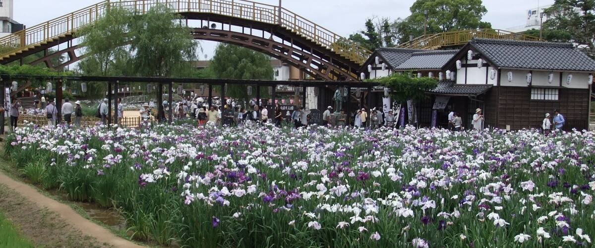 Suigō Itako Ayame-en (Maekawa Iris Garden) in Itako-shi, Ibaraki