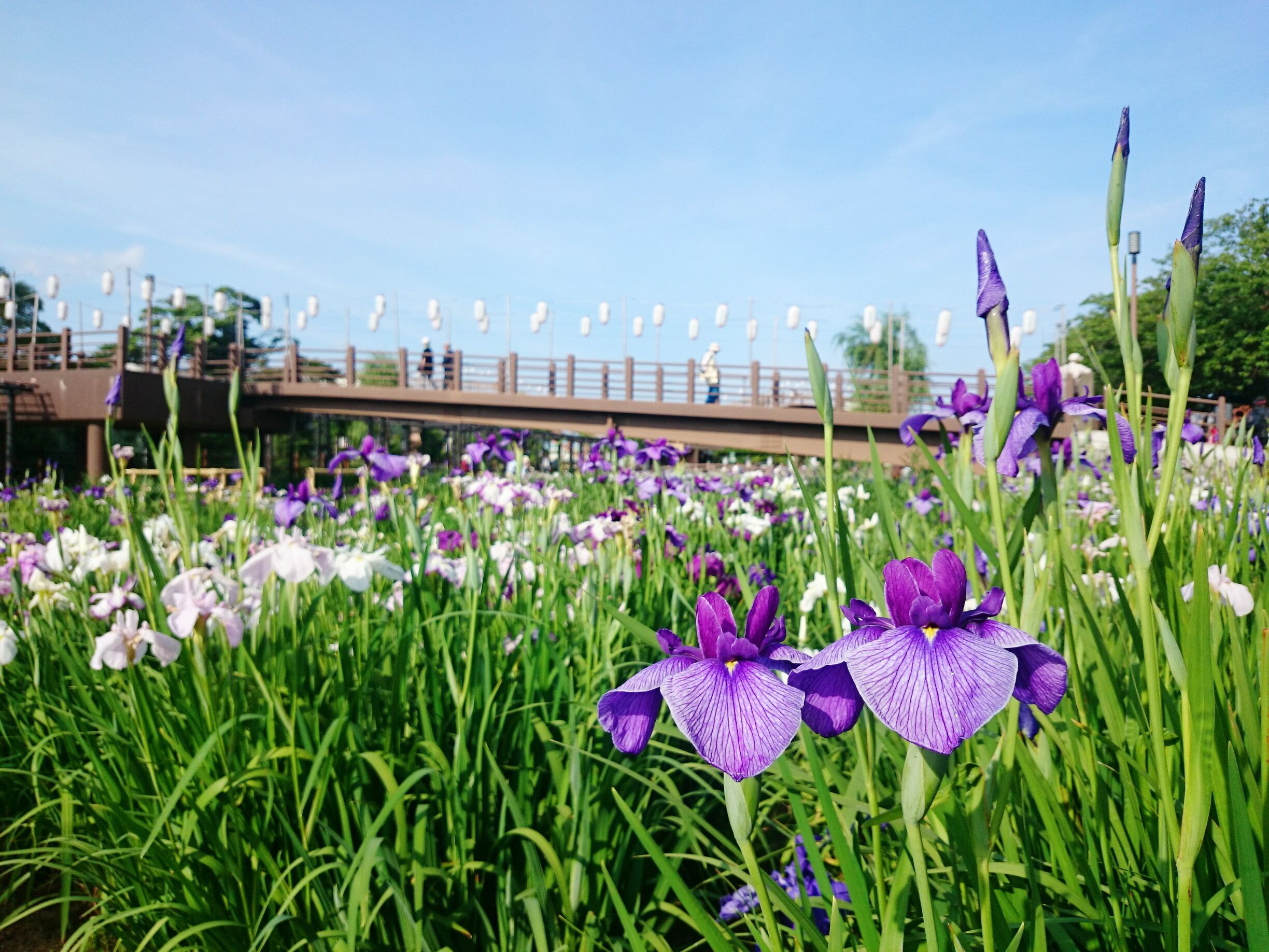 Ayame Garden in Itako holds an Ayame (Japanese Iris) Flower Festival every year from late May to June.

The garden covers approx. 1.3 hectares (3.2 acres) next to the Maekawa River and the iris can be viewed from both the garden path and bridges above it.

There were various shades of white, purple, and yellow, which were beautiful. During the festival events such as traditional boat rides along the river and matsuri food vendors are there for everyone to enjoy.

Closest Station: Itako Station on the JR Kashima Line.  
