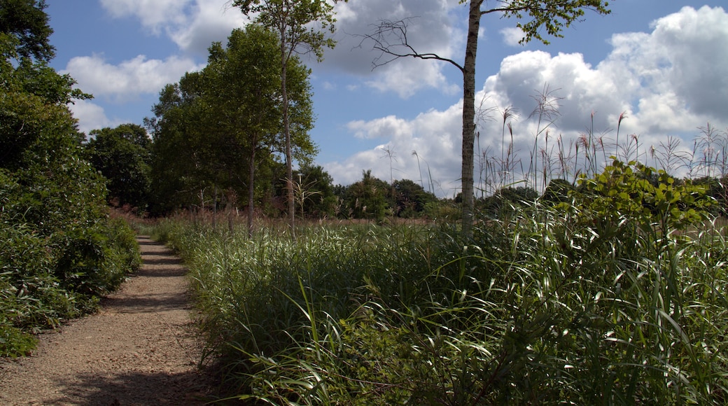 Oashi, Showa, Onuma District, Fukushima Prefecture 968-0214, Japan