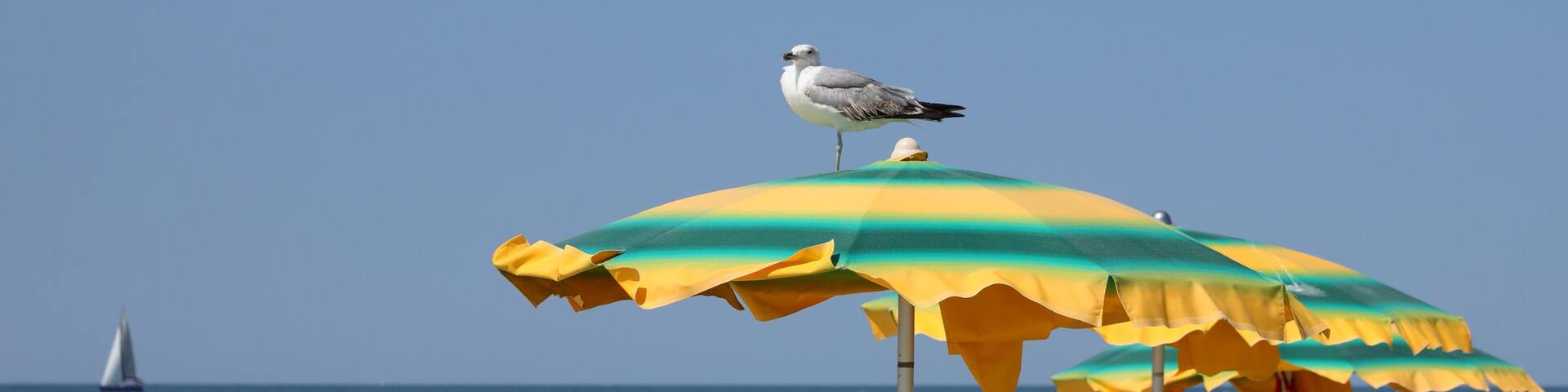 big seagull above the green yellow umbrella on the sand of the beach