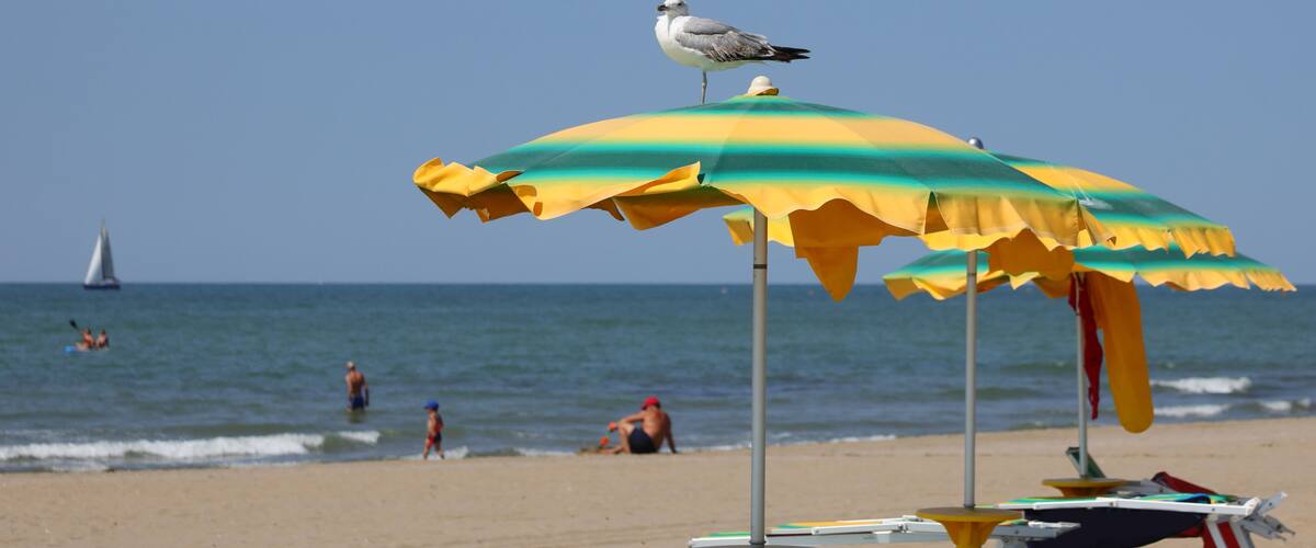 A beach with a seagull perched on a beach umbrella, people in the water, and a sailboat in the distance.