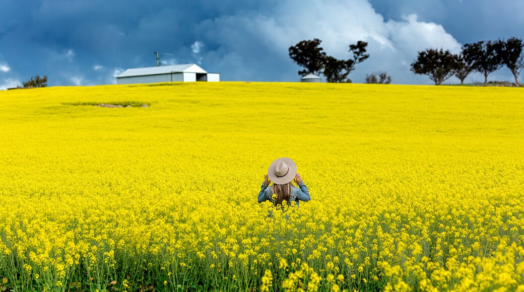 Farm girl in field of canola with storm looming
