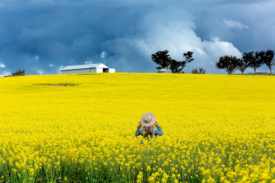 Un campo de flores amarillas con una persona usando sombrero, un edificio y árboles bajo un cielo tormentoso.