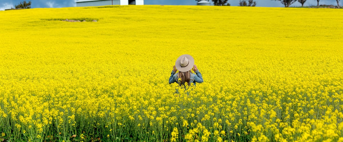 A field of yellow flowers with a person wearing a hat, a building, and trees under a stormy sky.