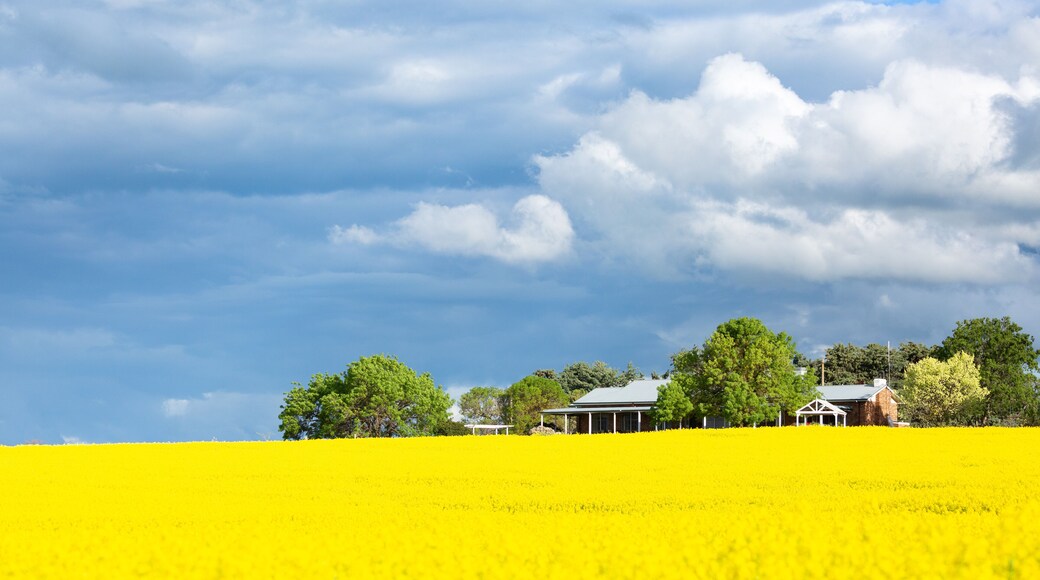 Farming fields of golden canols