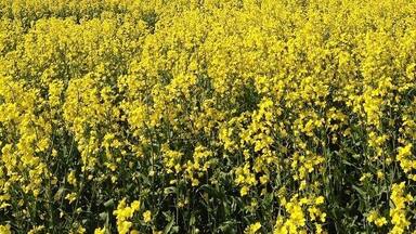 In September, the backyards of country NSW are blanketed with gold canola fields. The colour is a rich yellow that brightens in sunshine and deepens as clouds go by. They make for an unusual break from the luscious green that also covers this land. This was about 20 Km before Harden driving from Canberra, but if you keep your eyes open you cannot miss the gold fields!