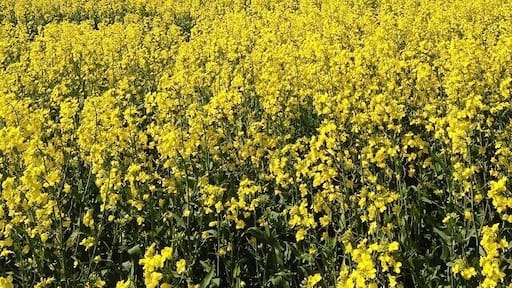 In September, the backyards of country NSW are blanketed with gold canola fields. The colour is a rich yellow that brightens in sunshine and deepens as clouds go by. They make for an unusual break from the luscious green that also covers this land. This was about 20 Km before Harden driving from Canberra, but if you keep your eyes open you cannot miss the gold fields!