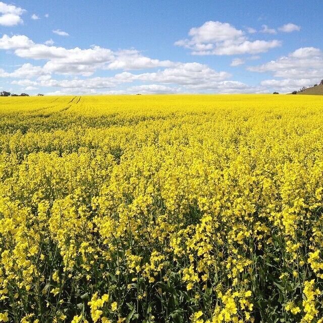 A vast field of yellow flowers under a clear blue sky.