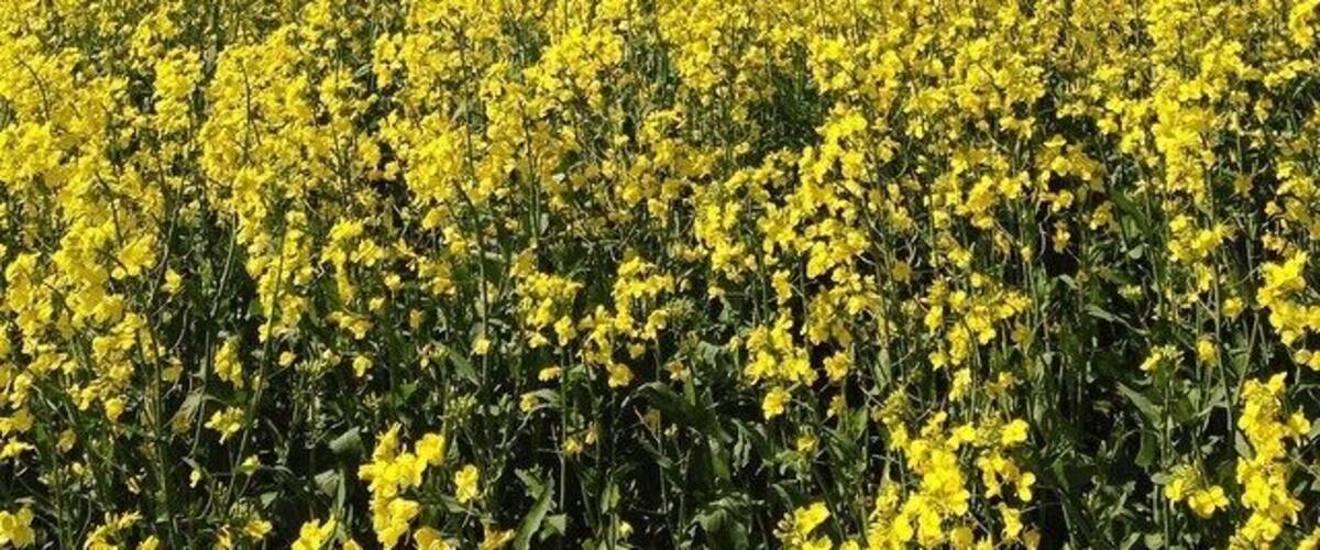 A vast field of yellow flowers under a clear blue sky.