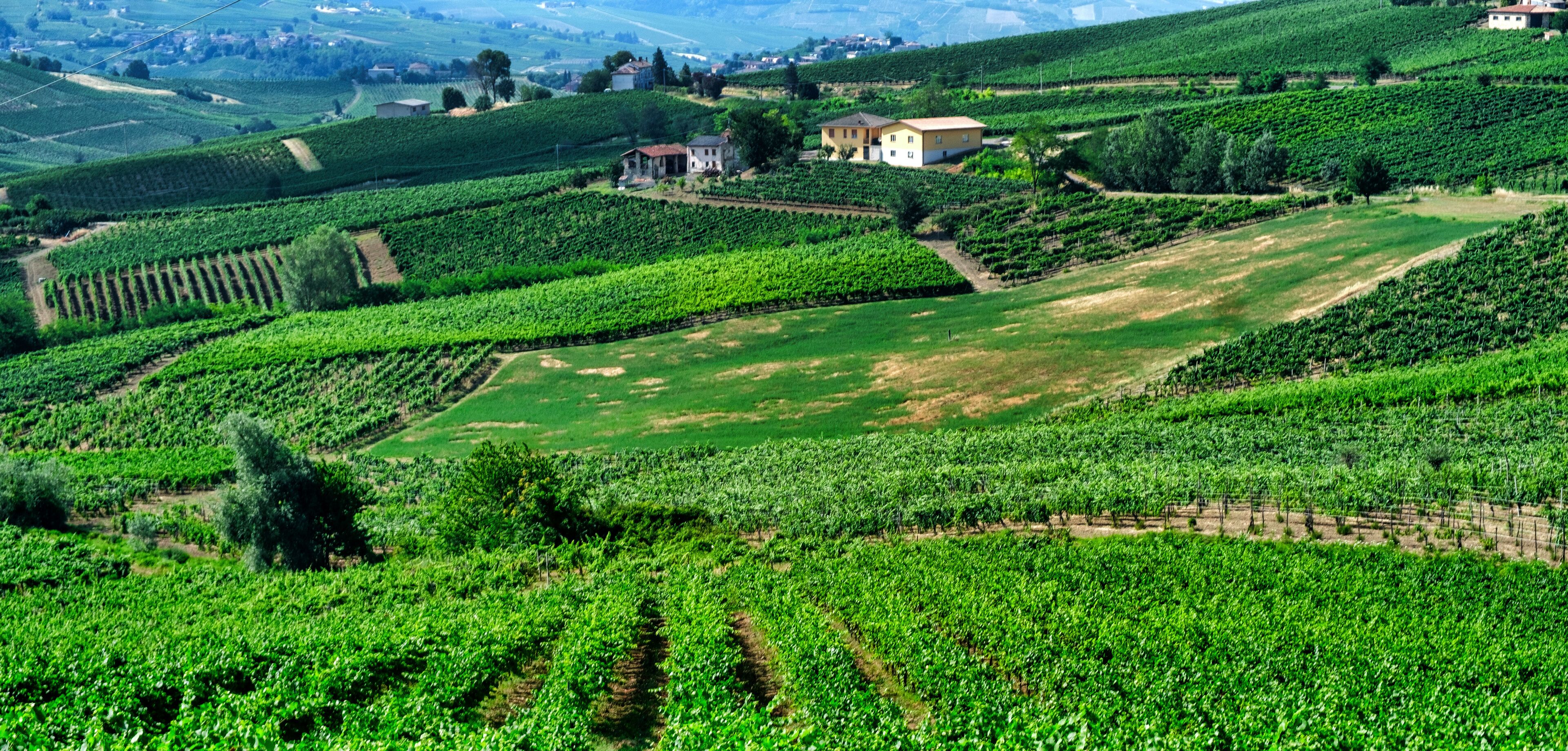 Oltrepo Pavese (Italy), rural landscape at summer