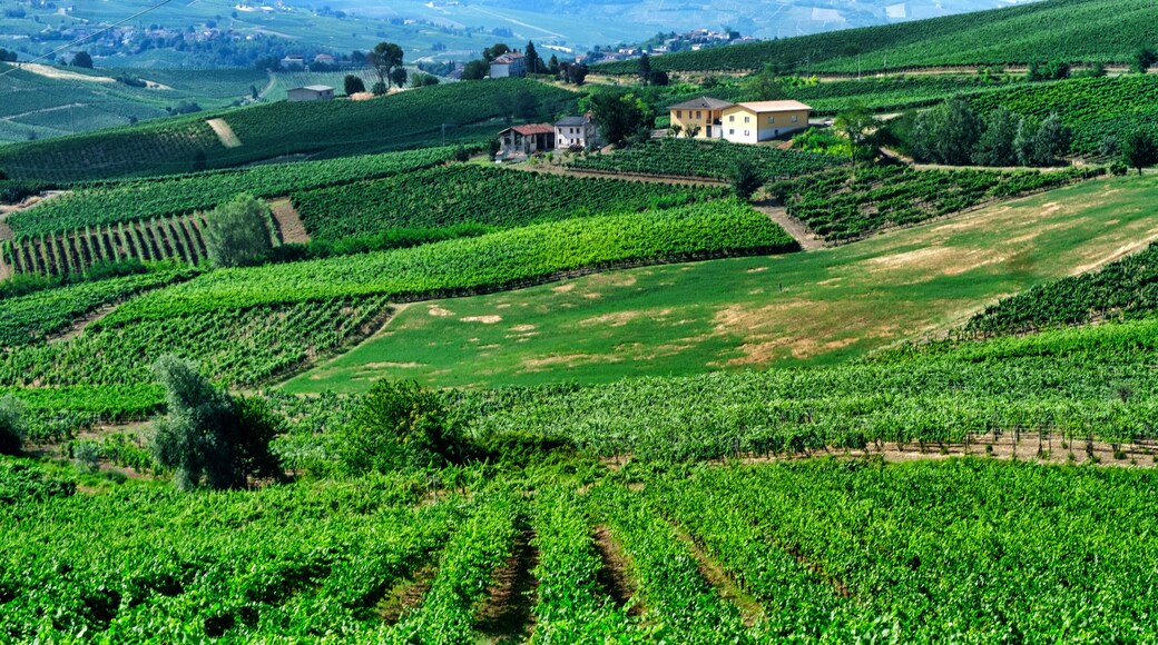 Oltrepo Pavese (Italy), rural landscape at summer