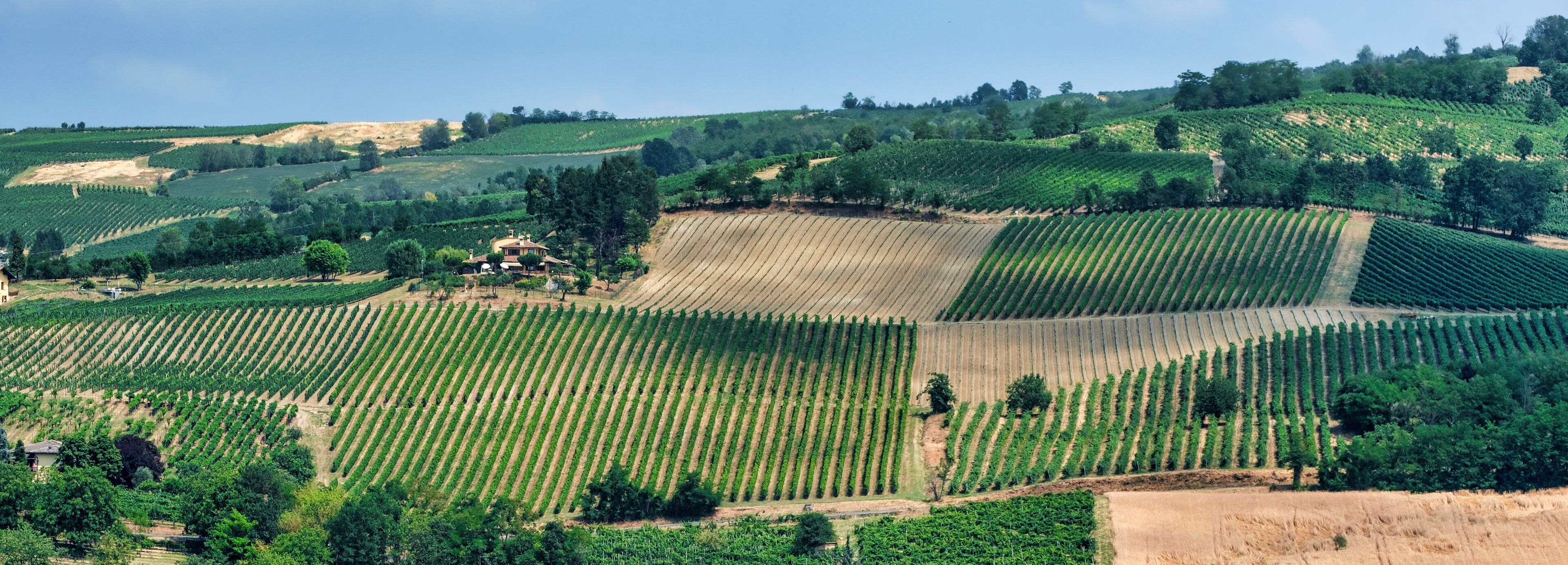 A vineyard with rows of grapevines on rolling hills.