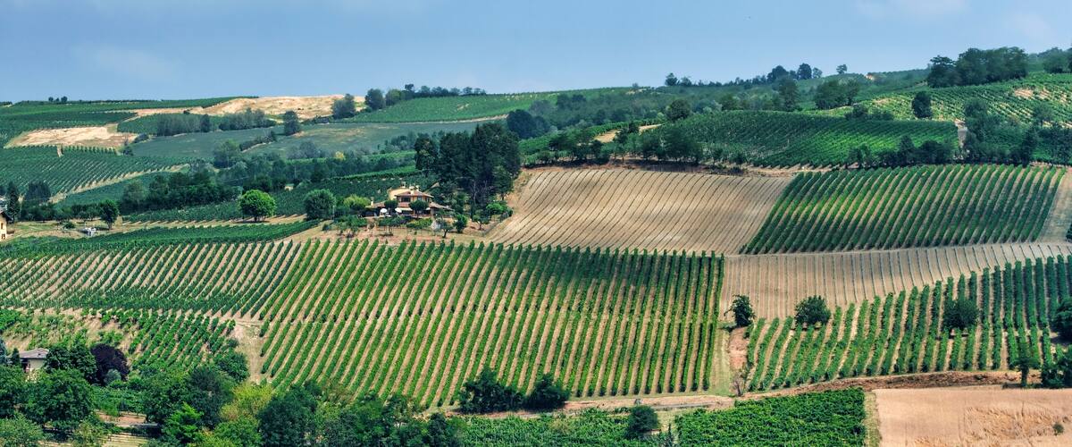 A vineyard with rows of grapevines on rolling hills.