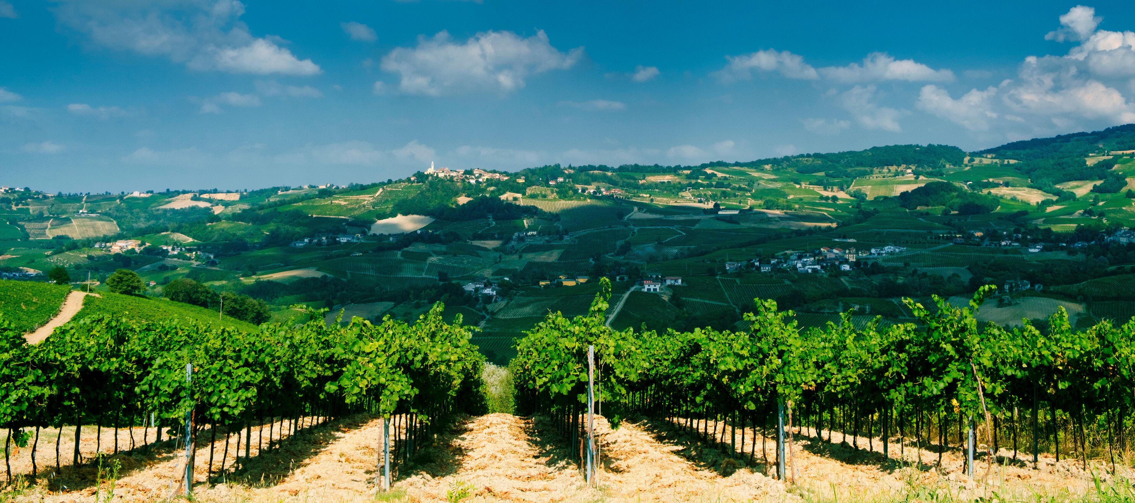Oltrepo Pavese (Italy), rural landscape at summer