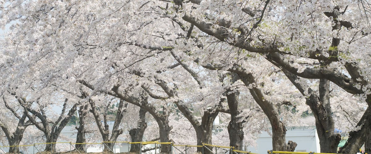 Cherry blossoms at Mutsu Sports Park in Mutsu City, in Shimokita Peninsula, in Aomori Prerecture, Japan.