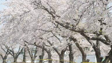 Cherry blossoms at Mutsu Sports Park in Mutsu City, in Shimokita Peninsula, in Aomori Prerecture, Japan.