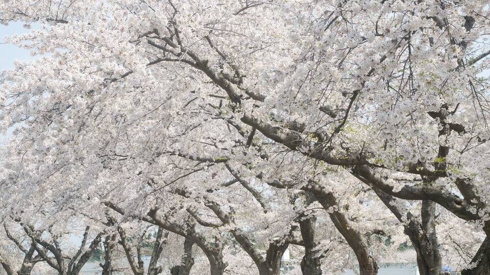 A row of cherry blossom trees in full bloom.