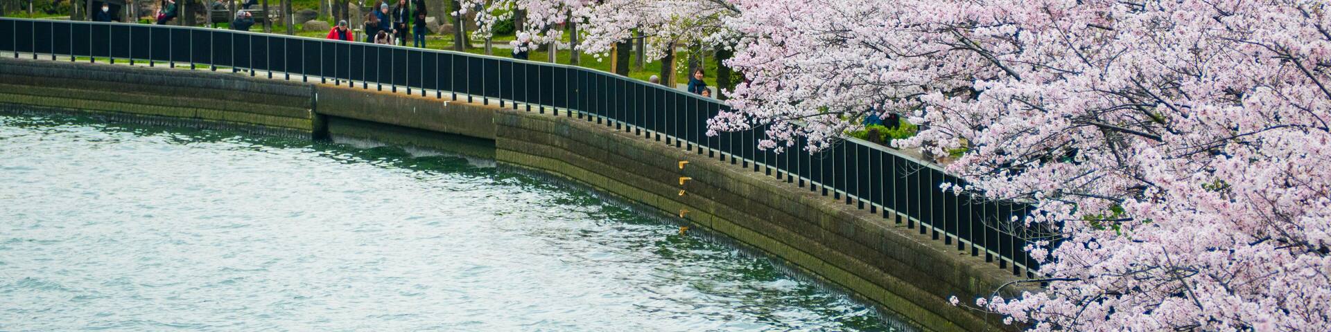 Sakuranomiya Park Okawa River , OSAKA APRIL 10 , 2017 : Okawa River cherry blossom of Osaka. There is a boat service. The beauty of the cherry blossoms.