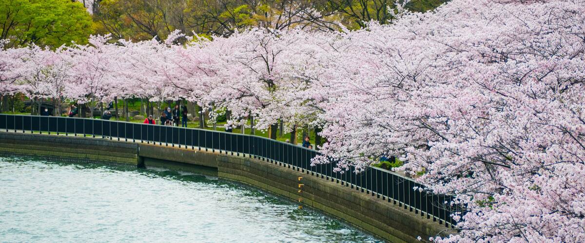 A bridge over water surrounded by cherry blossoms.