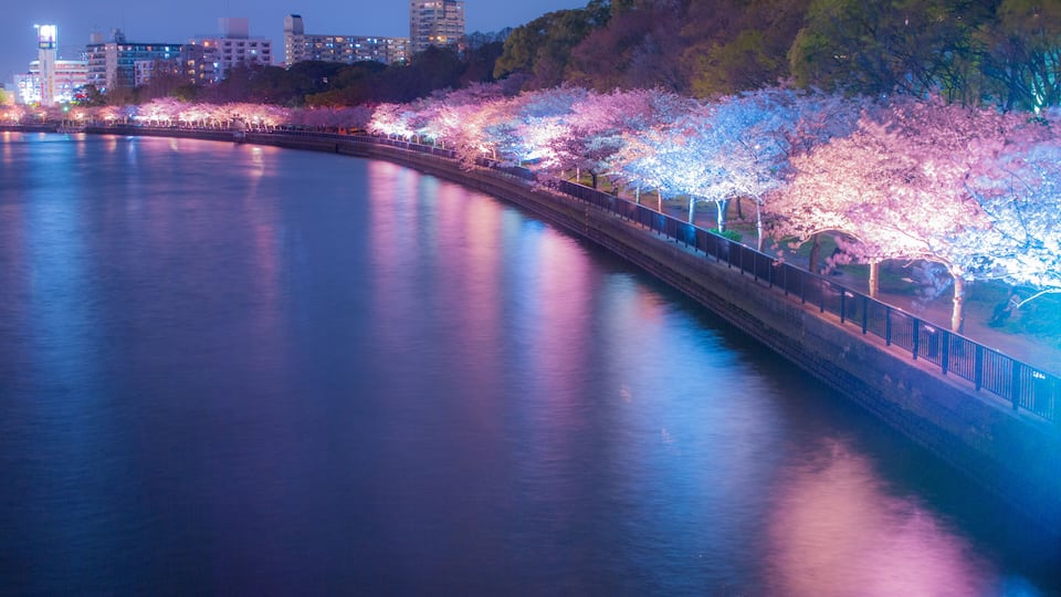 A river with a bridge lined with illuminated cherry blossoms at dusk.