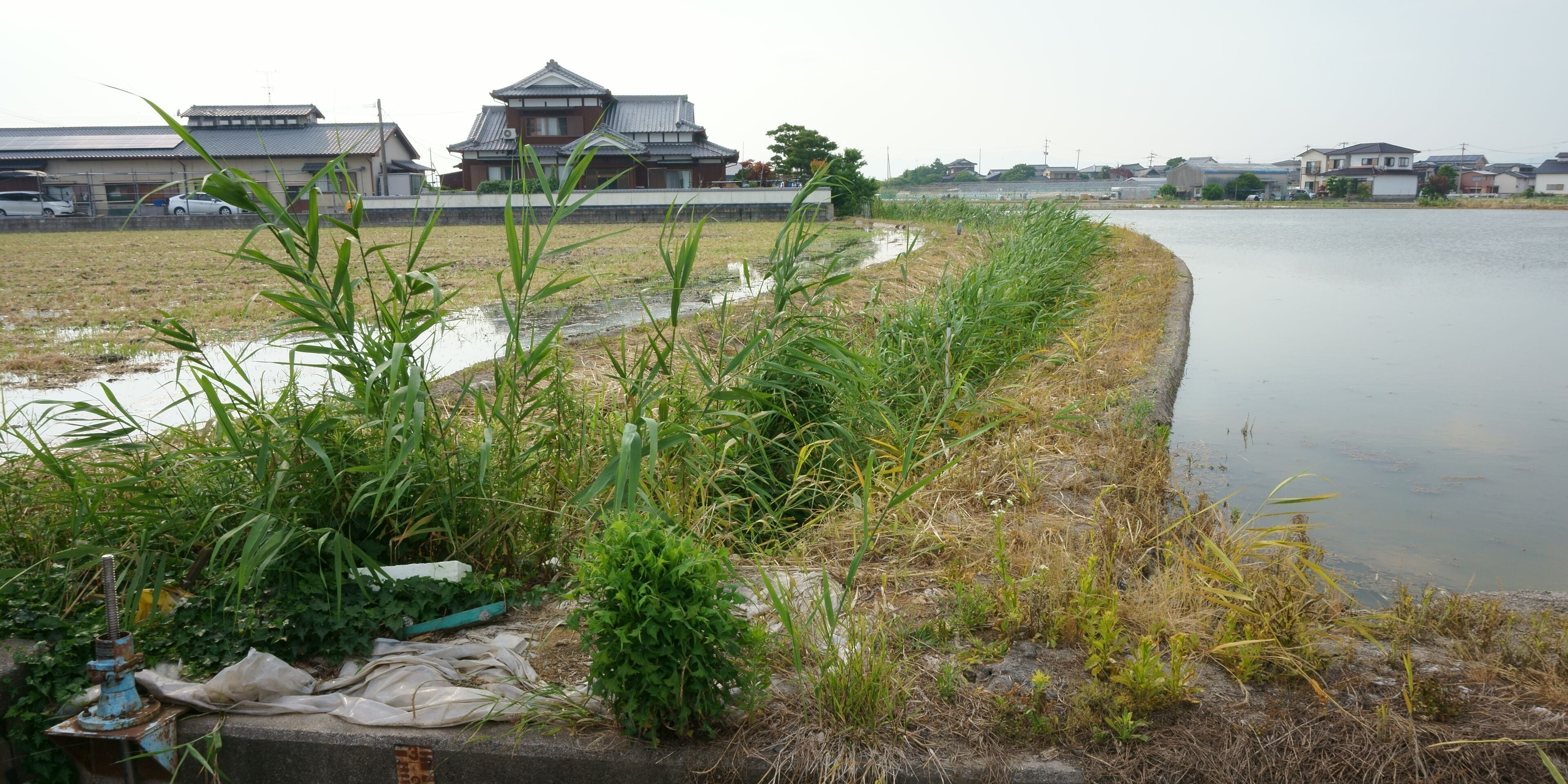 "Torishiba", a boundary canal between Onojima(Okawa city, Fukuoka - Yanagawa Domain) and Odakuma(Saga city, Saga - Saga Domain), made in 17th century.