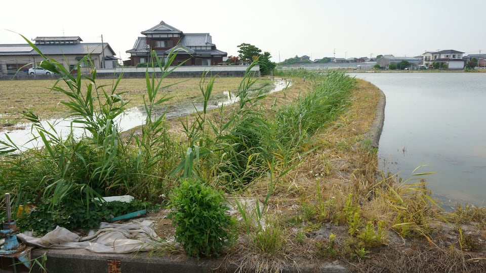 A riverbank with a traditional building, a concrete barrier, and a grassy area with some plants.