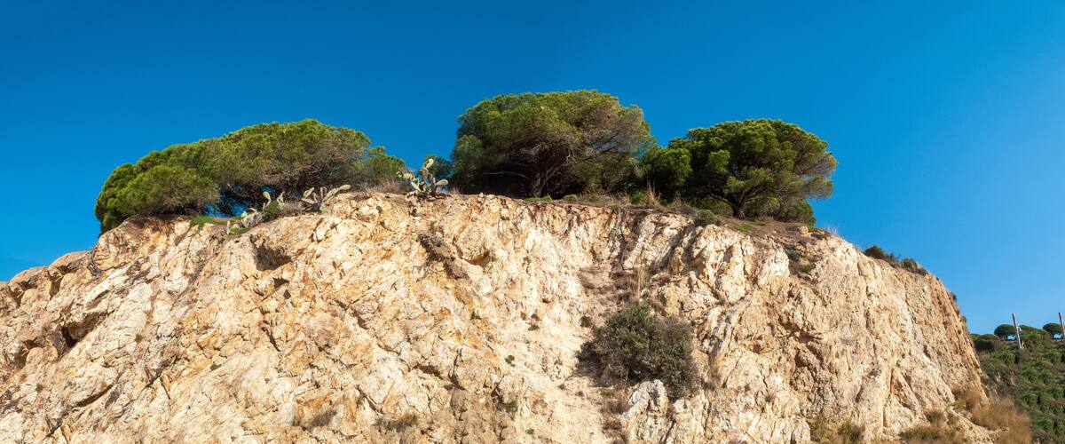 A rocky cliff with three trees on top.