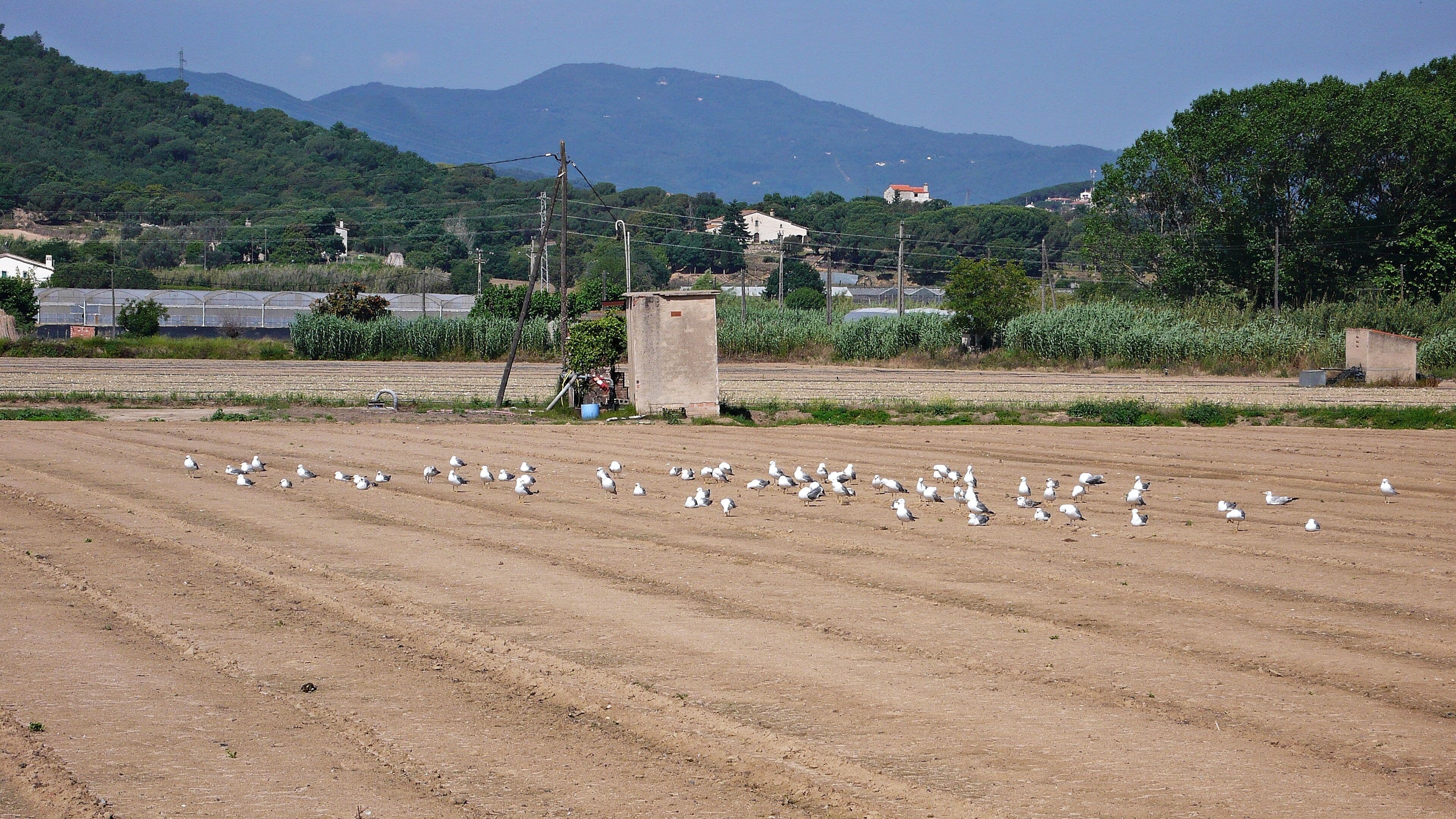 campos agricolas de palafolls-2014