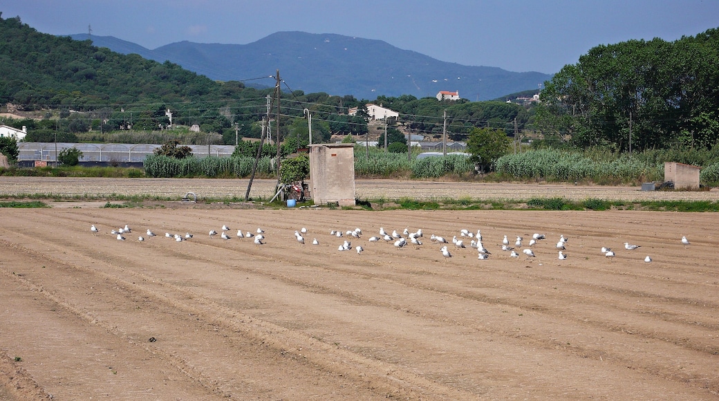 campos agricolas de palafolls-2014