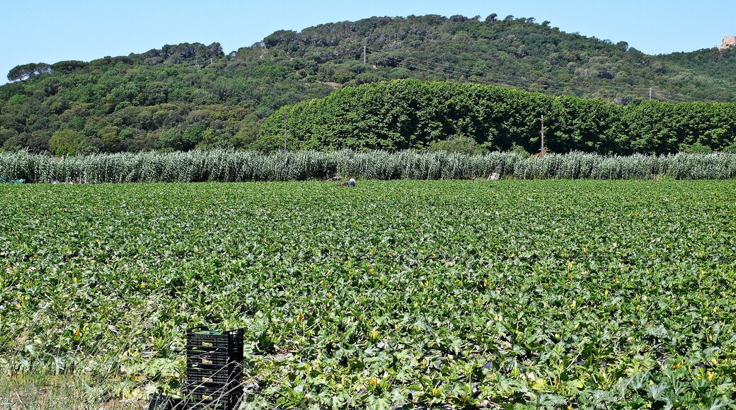 campos agricolas-2014