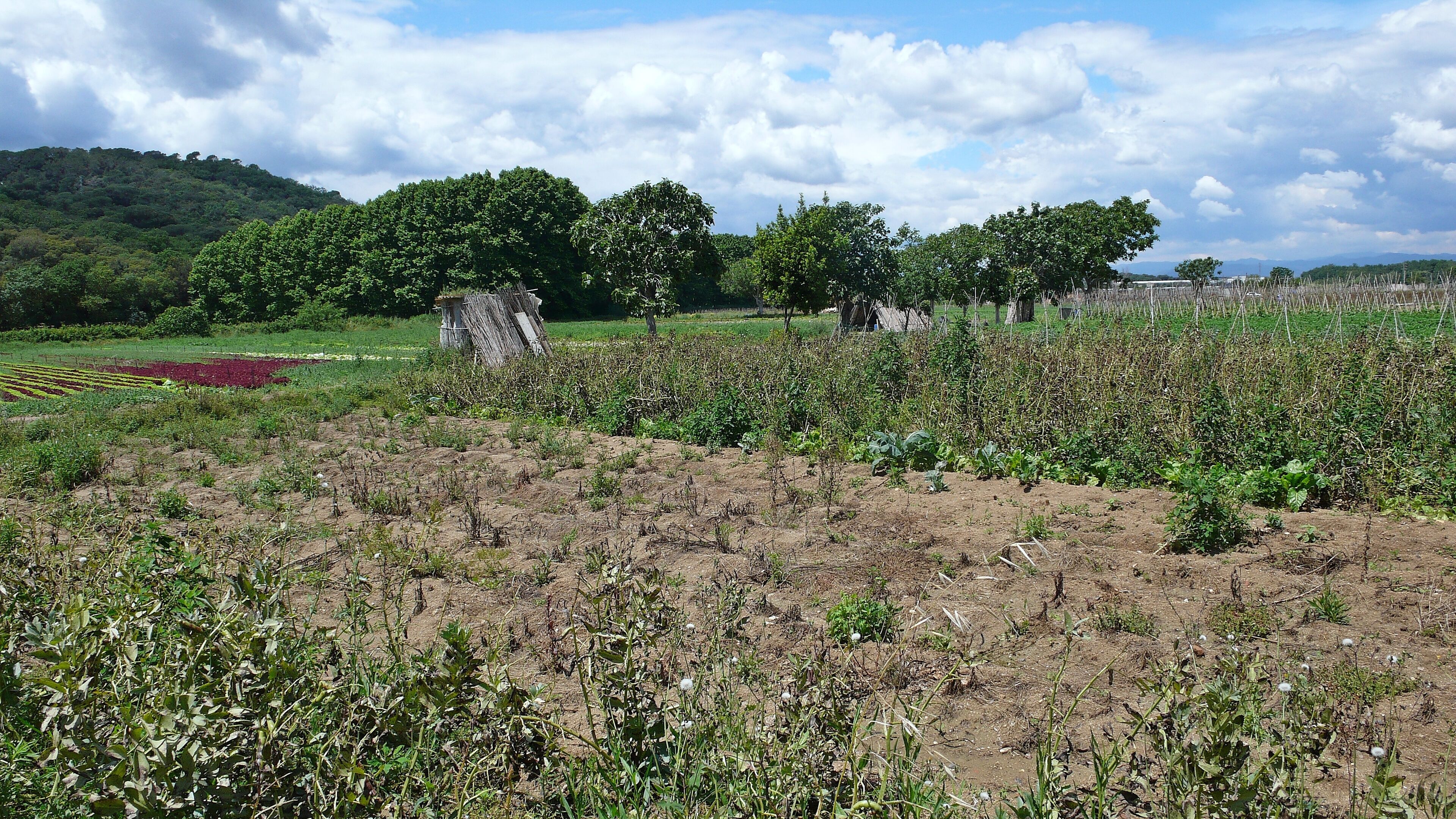 CAMPOS AGRICOLAS DE PALAFOLLS-2014