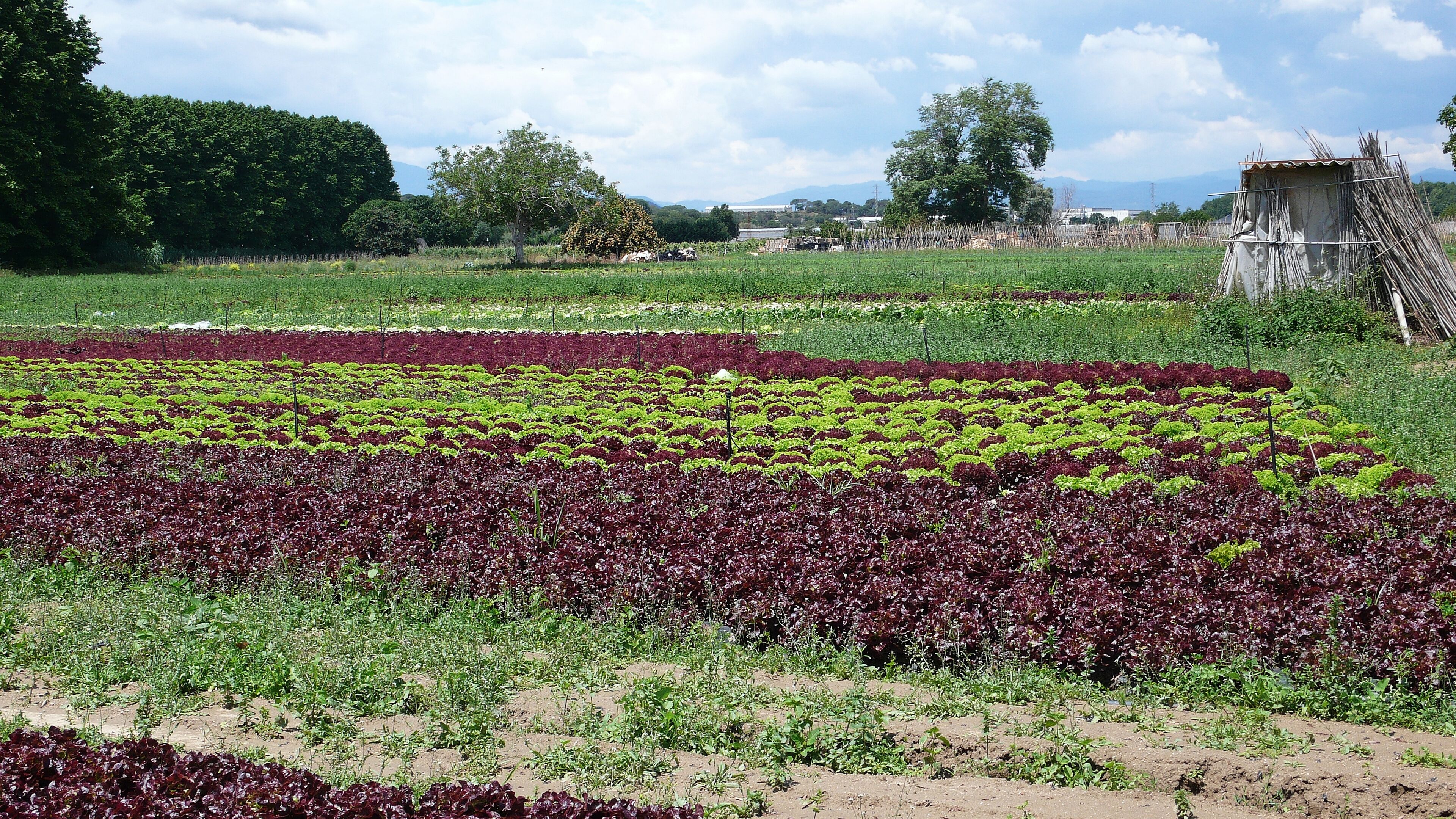 campos agricolas de palafolls-2014