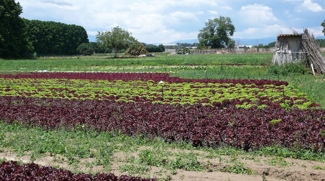 campos agricolas de palafolls-2014