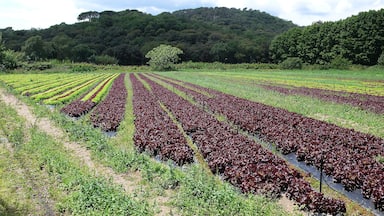 campos agricolas de palafolls-2014