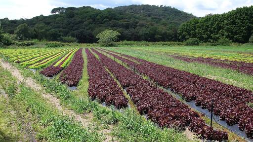campos agricolas de palafolls-2014
