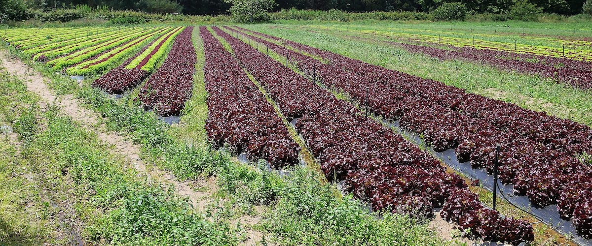 A vineyard with rows of red and green grapevines.