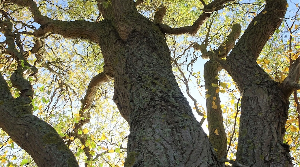 Autumn: when trees turn into skeletons. #TroveOnTuesday #Perspectives #Nature