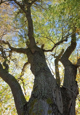 Autumn: when trees turn into skeletons. #TroveOnTuesday #Perspectives #Nature