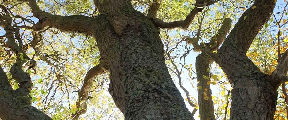 A large tree with thick branches and green leaves against a clear blue sky.