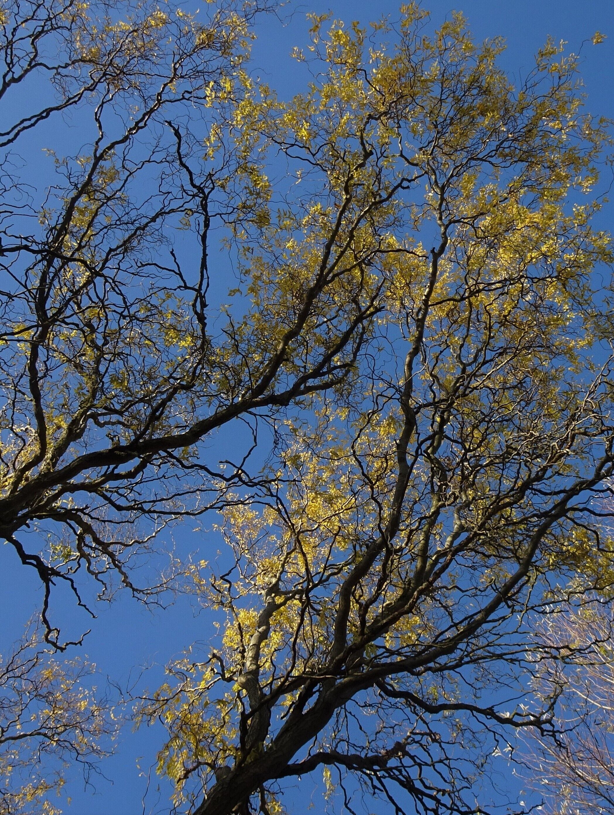 Painting in blue, gold and black by Mother Nature.  #Trovember
Photo taken on Saturday, November 30, a splendid autumn day with an incredible sky