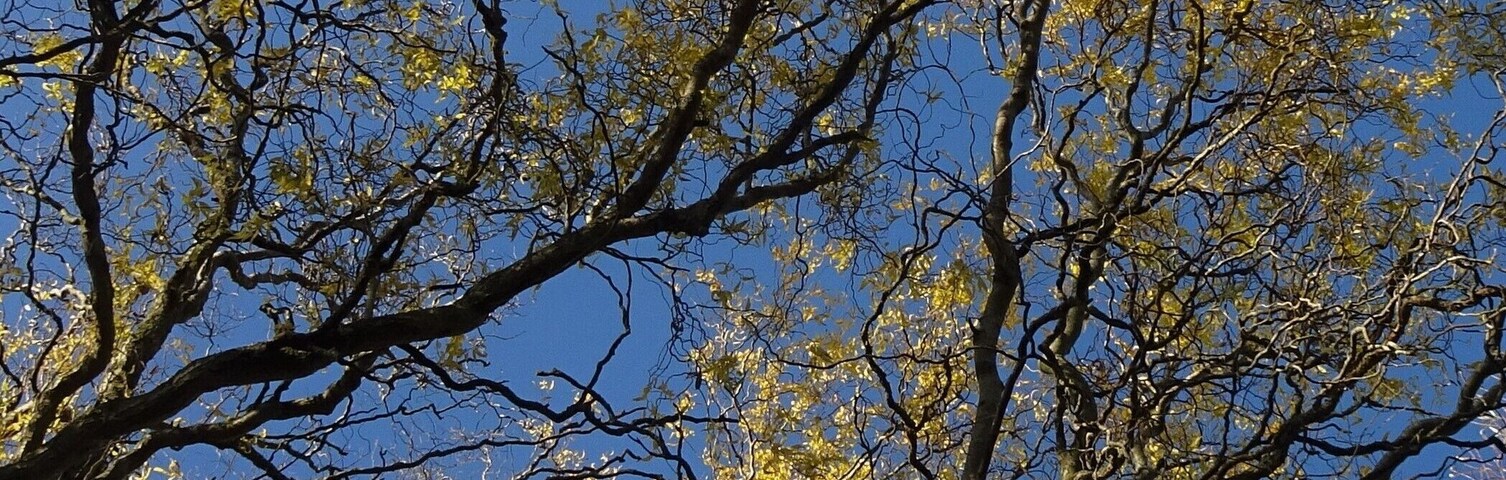Un árbol con hojas amarillas sobre un cielo azul despejado.