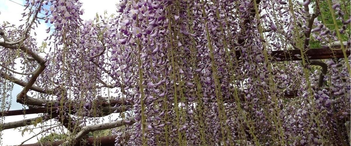 A wisteria vine with purple flowers hanging from a wooden structure.