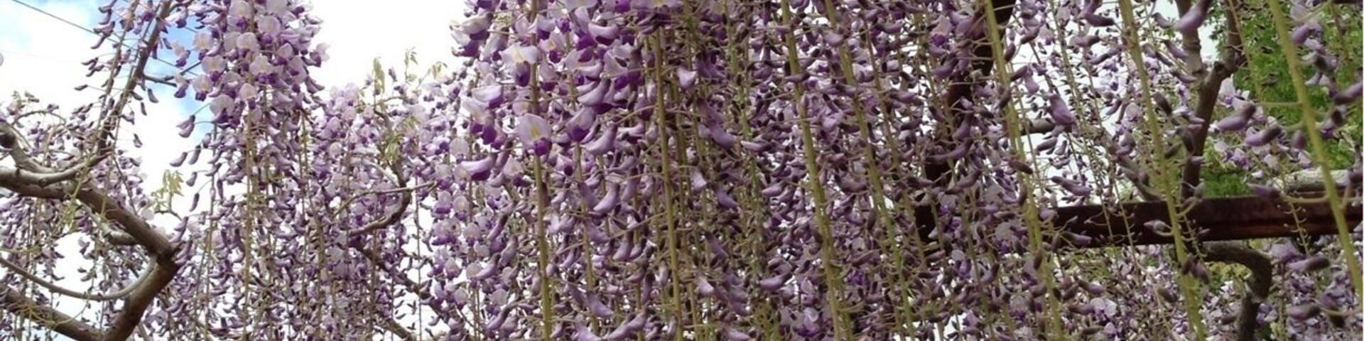 A wisteria vine with purple flowers hanging from a wooden structure.