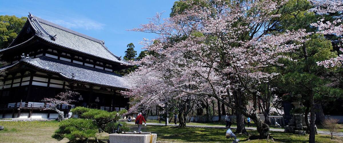 Negoroji and Sakura (Iwade, Wakayama, Japan)