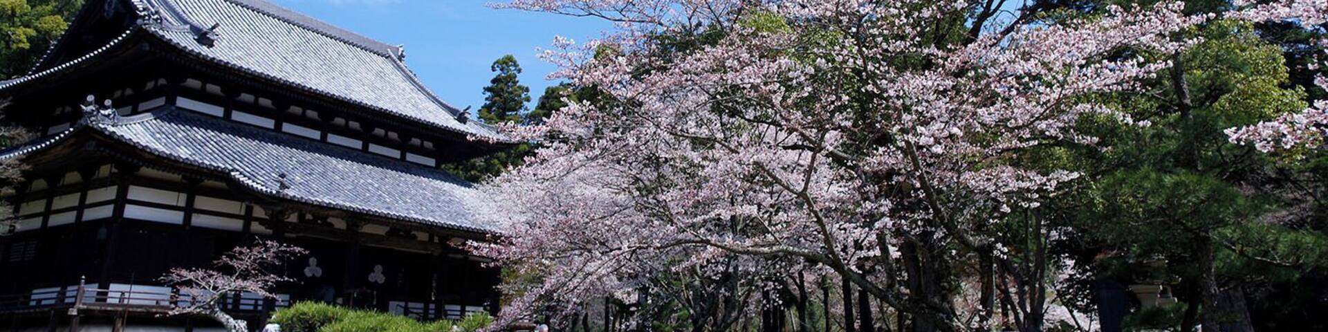 Negoroji and Sakura (Iwade, Wakayama, Japan)