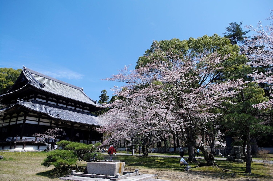 Negoroji and Sakura (Iwade, Wakayama, Japan)