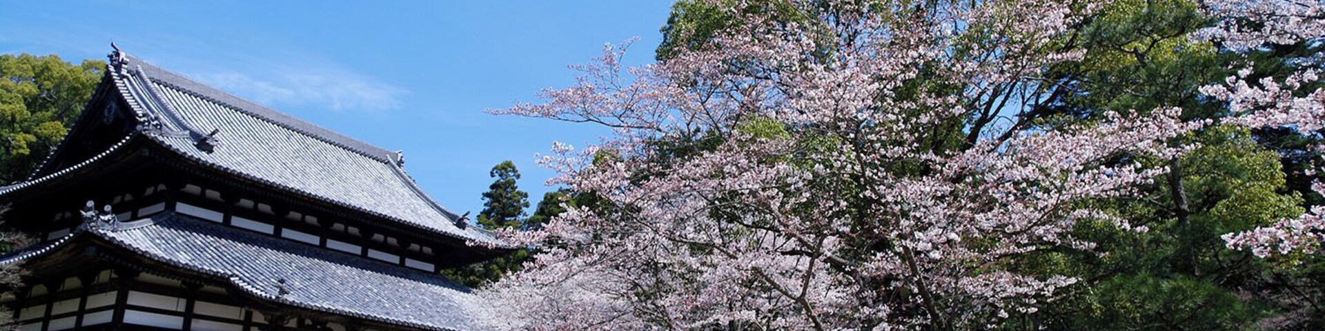 Negoroji and Sakura (Iwade, Wakayama, Japan)
