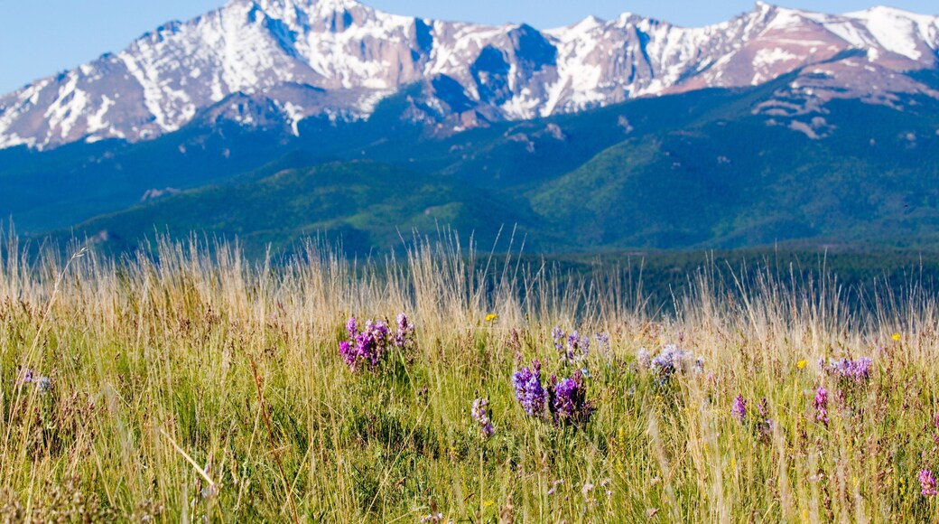 Mountain Bluebell and Wildflowers and Pikes Peak