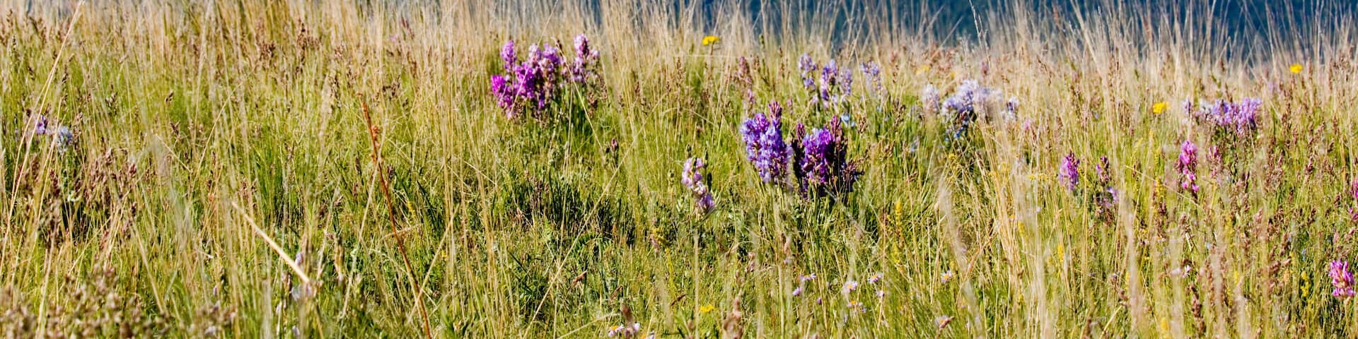 Mountain Bluebell and Wildflowers and Pikes Peak