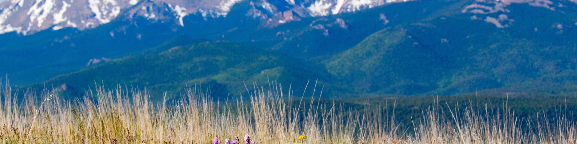 Mountain Bluebell and Wildflowers and Pikes Peak